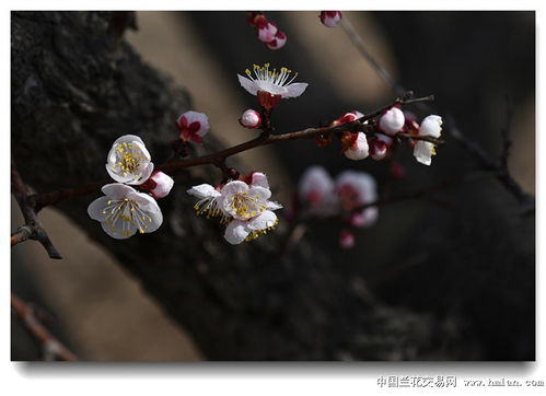 杏花,诗句,桃花