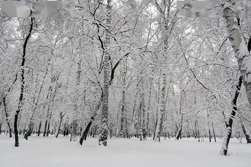 关于雪的诗句加意思,关于雪的诗句加赏析加意思,关于雪的诗句及意思