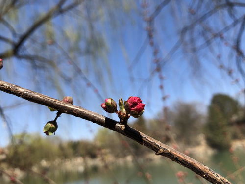 带有燕园花的诗句