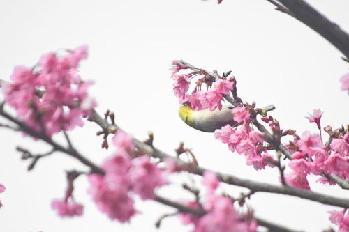 繁花有关诗句