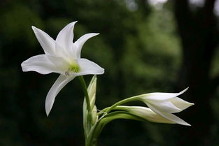 百合花,诗句