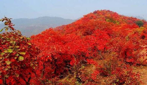 有关香山红叶在冬天飘落的诗句