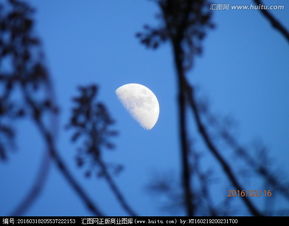 月亮和柳树的诗句,月亮树枝夜景的诗句,描写月亮和树枝的诗句