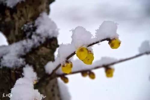 有关雪天玩耍的诗句