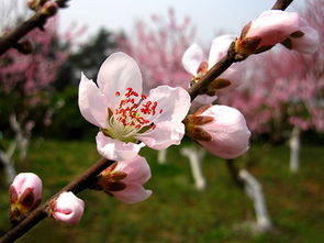 有关桃花四字诗句