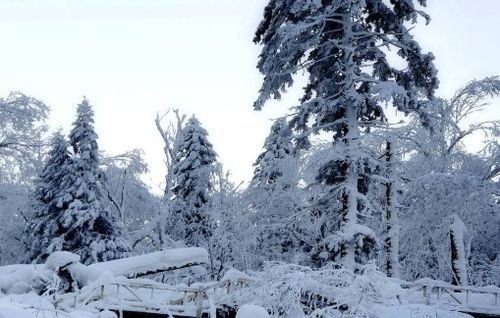 有关于雪的名言或诗句有哪些