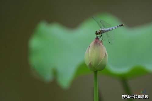 说两句有关蜻蜓的诗句