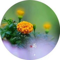 与菊花有关古诗句